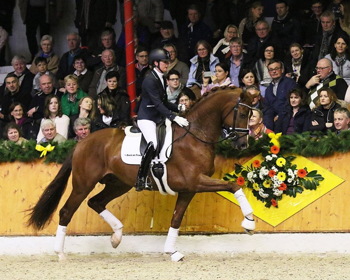 stallion Asgard's Ibiza (KWPN (Royal Dutch Sporthorse), 2013, from Desperado)