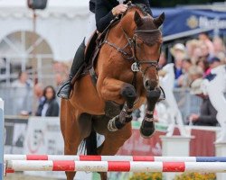 jumper Aussie Bay (Hanoverian, 2010, from Armitage)