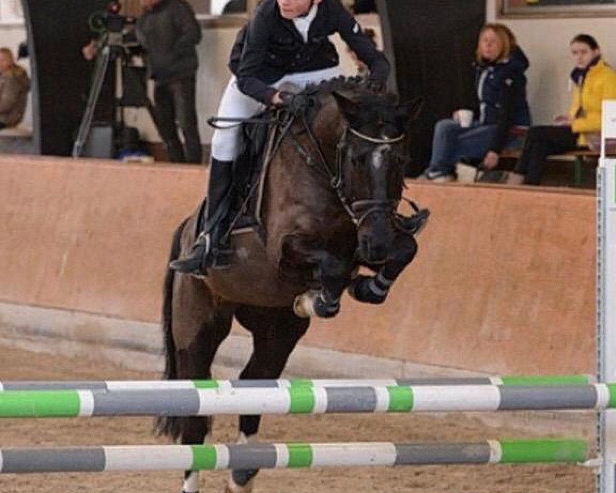 jumper New Deal 4 (German Riding Pony, 2012, from Neurit)