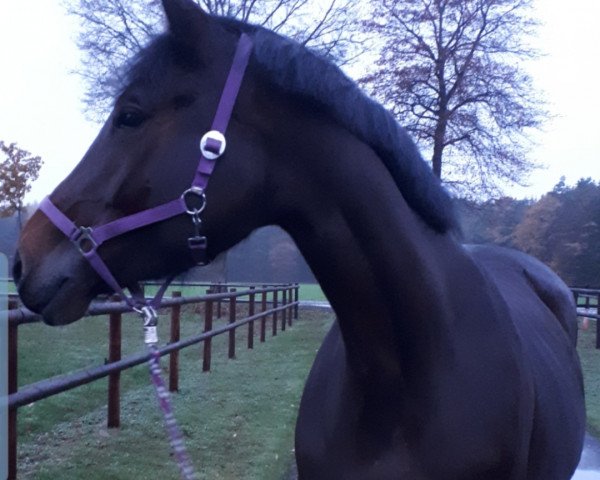 broodmare Vicky (Hanoverian, 2012, from Van Helsing)