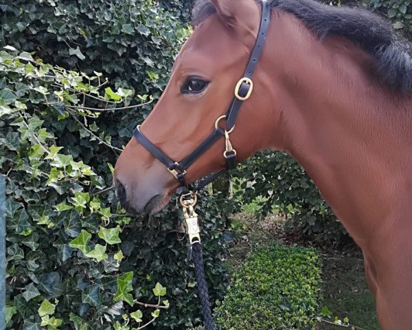 jumper Vanny Princess (Oldenburg show jumper, 2019, from Armison)