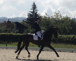 dressage horse First Passion 2 (Westphalian, 2012, from First Selection)