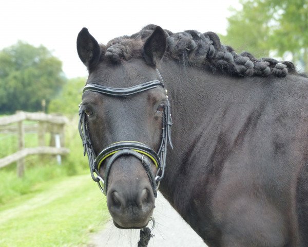 broodmare Corina van de Haogeldoorn (Shetland Pony, 2009, from Godfried van de Groote Woerd)