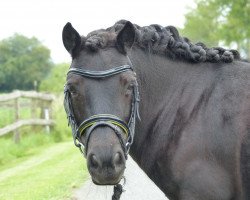 Zuchtstute Corina van de Haogeldoorn (Shetland Pony, 2009, von Godfried van de Groote Woerd)