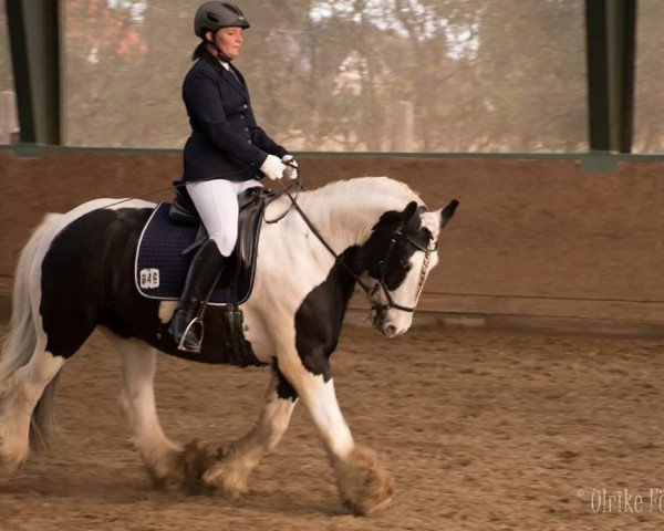 dressage horse Marky-Boy (Tinker / Irish Cob / Gypsy Vanner, 2004)