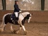 Dressurpferd Marky-Boy (Tinker / Irish Cob / Gypsy Vanner, 2004)