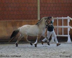 stallion Klosterhof's Troll Baron (Fjord Horse, 2017, from Giersbergs Tjure)