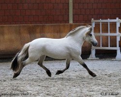 stallion Gamleskolens Thule (Fjord Horse, 2017, from Turbo Romeo N.2573)