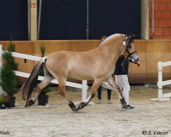 stallion Niels (Fjord Horse, 2017, from Kamillas Tord)