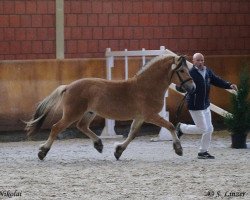 Pferd Nikolai (Fjordpferd, 2017, von Kamillas Tord)