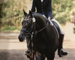 dressage horse Fargo 42 (Hanoverian, 1999, from Fabriano)