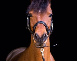 dressage horse Dorn Röschen (German Riding Pony, 2013, from Nemax)