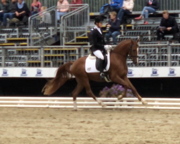 dressage horse Classic´s one Diamond G (German Riding Pony, 2015, from Chicos Chameur)