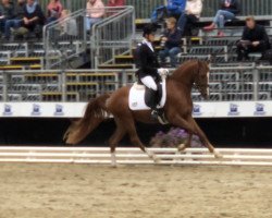 Dressurpferd Classic´s one Diamond G (Deutsches Reitpony, 2015, von Chicos Chameur)