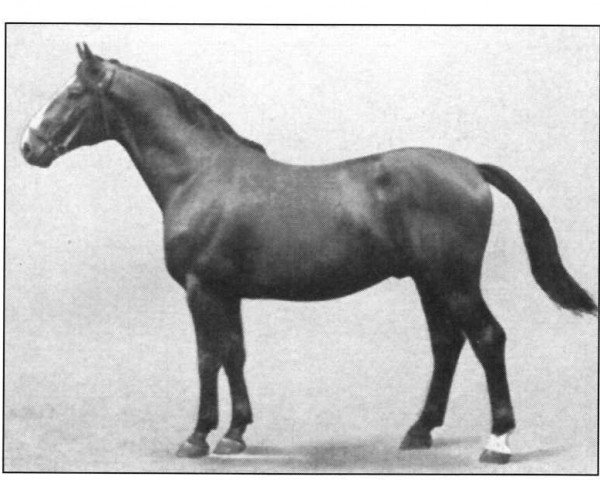 stallion Dethloff 171 (Hanoverian, 1933, from Detektiv)