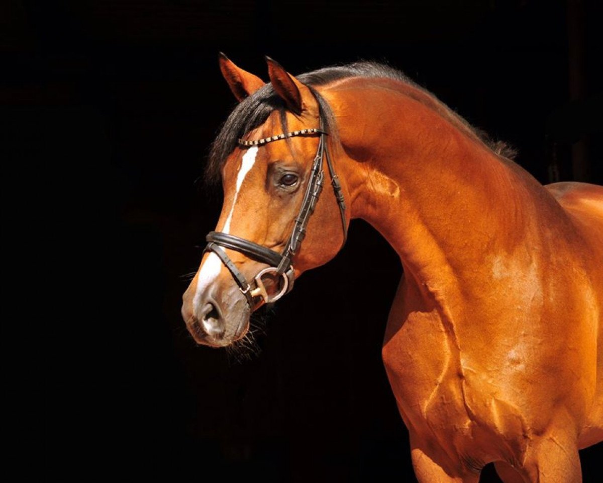 stallion High Motion 2 (Trakehner, 2012, from Saint Cyr)