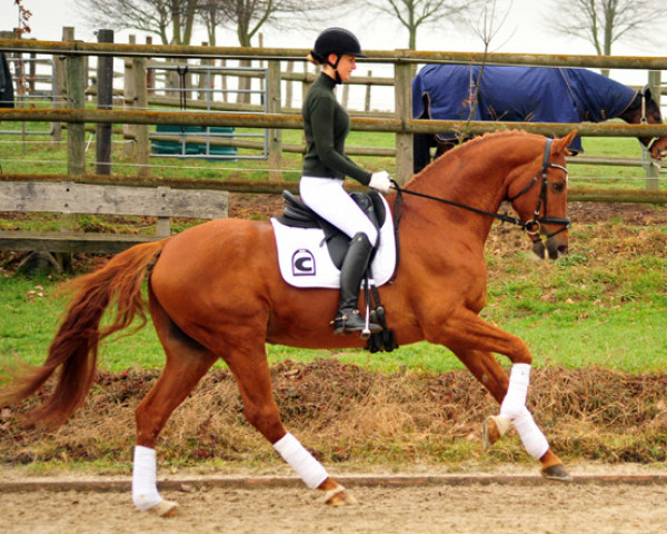 Deckhengst Zauberdeyk (Trakehner, 2007, von Van Deyk)