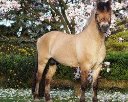 horse Edwin (Fjord Horse, 2008, from Baldrian)