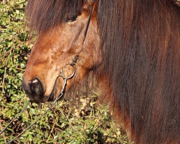 Pferd Loki vom Laekurhof (Islandpferd,  , von Ljori in der Birk)