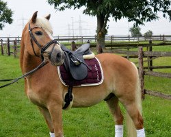 dressage horse Asterix (Haflinger, 2004, from Alpruf)