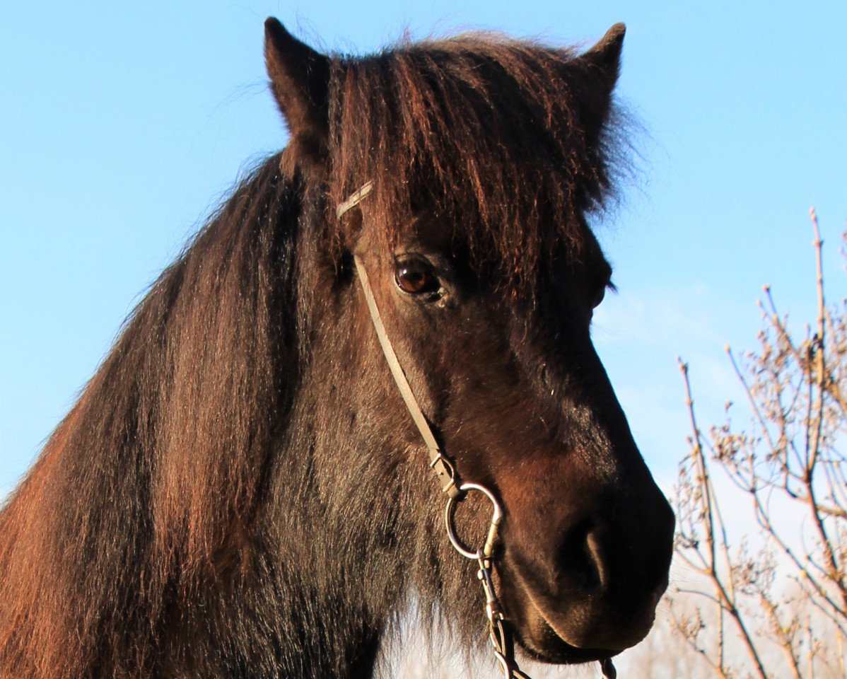 broodmare Leysing vom Laekurhof (Iceland Horse, 2009, from Garri vom Lækurhof)