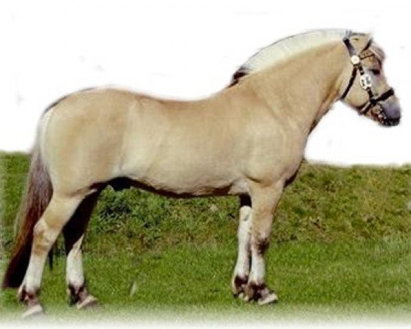 stallion Stas Råden (Fjord Horse, 1999, from Lunnar N.2127)