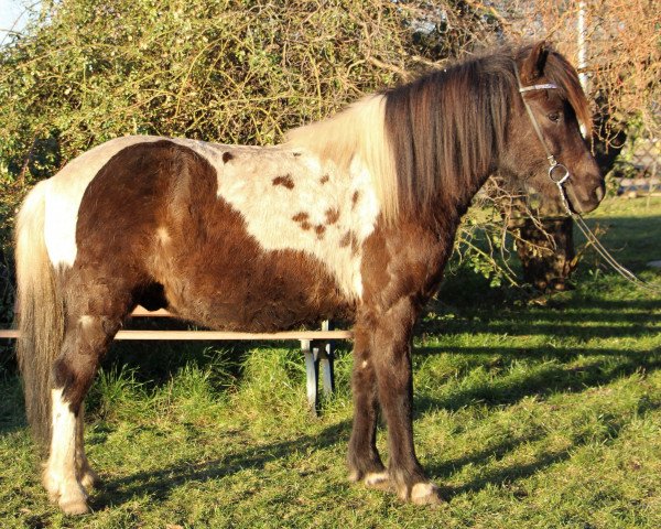 horse Garpur vom Laekurhof (Iceland Horse Mix,  )