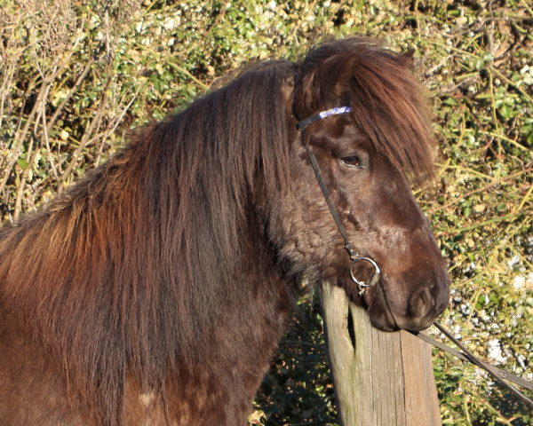 Pferd Fleygur vom Laekurhof (Islandpferd, 2014)