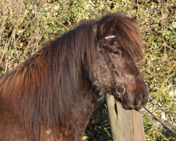 Pferd Fleygur vom Laekurhof (Islandpferd, 2014, von Hagall von der Fuchsfarm)