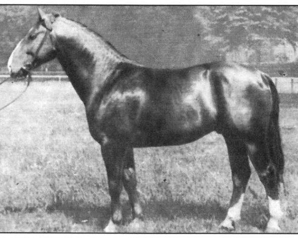 stallion Figaro (Mecklenburg, 1955, from Flingmann)