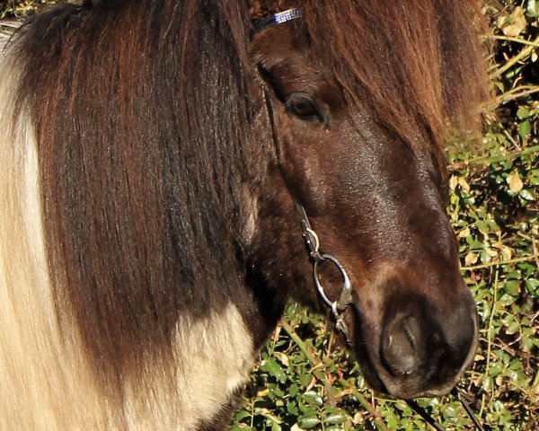Pferd Flagari vom Laekurhof (Islandpferd,  )