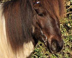 Pferd Flagari vom Laekurhof (Islandpferd, 2014, von Pjakkur vom Laekurhof)