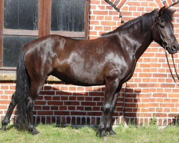 Pferd Fina von Röderland (Islandpferd,  , von Loftstedn vom Weidenhof)
