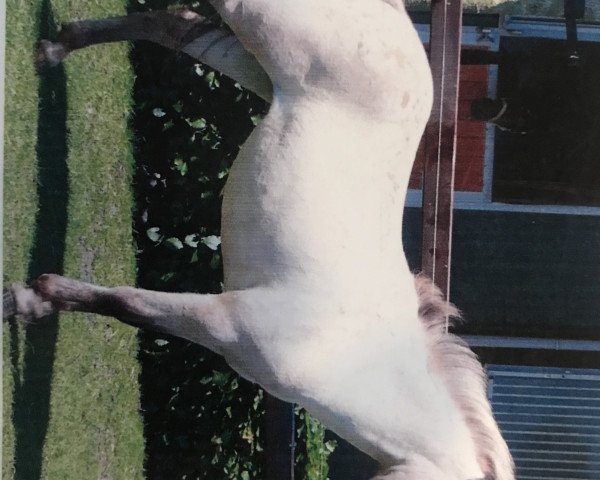 horse Pipi Langkous (Shetland Pony, 2007)