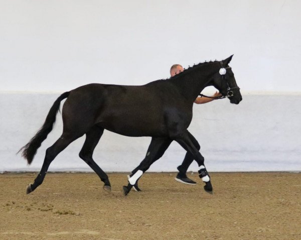 dressage horse Takara (Trakehner, 2016, from Herakles TSF)