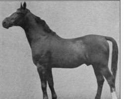 stallion Alderson (Mecklenburg, 1917, from Alderman I)