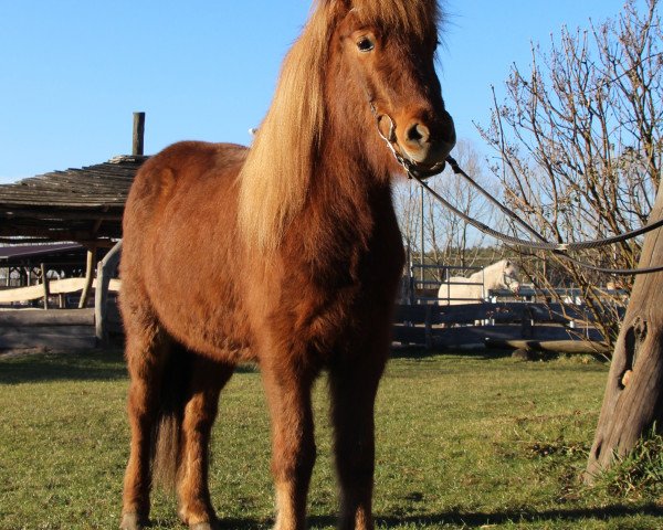 Pferd Elding vom Laekurhof (Islandpferd,  , von Fagur vom Schloßberg)