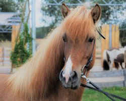 Zuchtstute Beyla vom Laekurhof (Islandpferd,  )