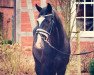 dressage horse Quinlan (Hanoverian, 2012, from Quaterhall)