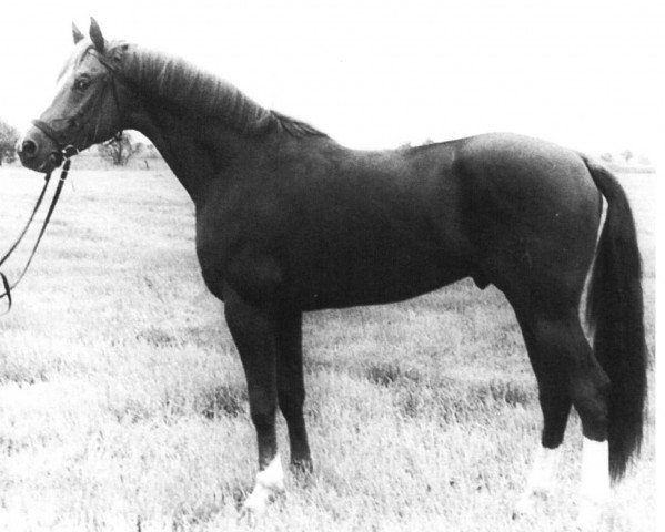 stallion Diabas I (Mecklenburg, 1971, from Direx)