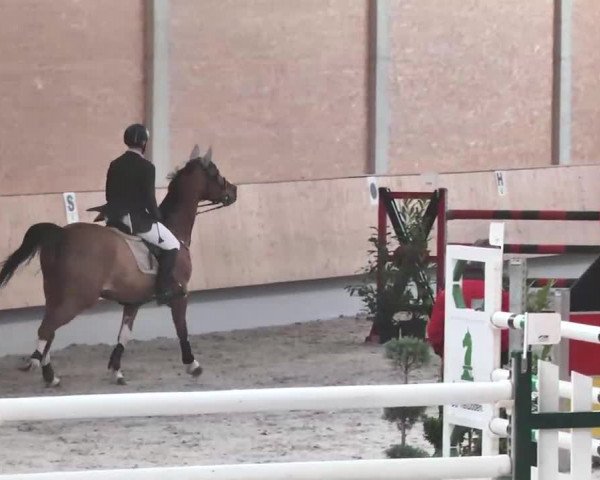 Reitturnier Illertissen 2016