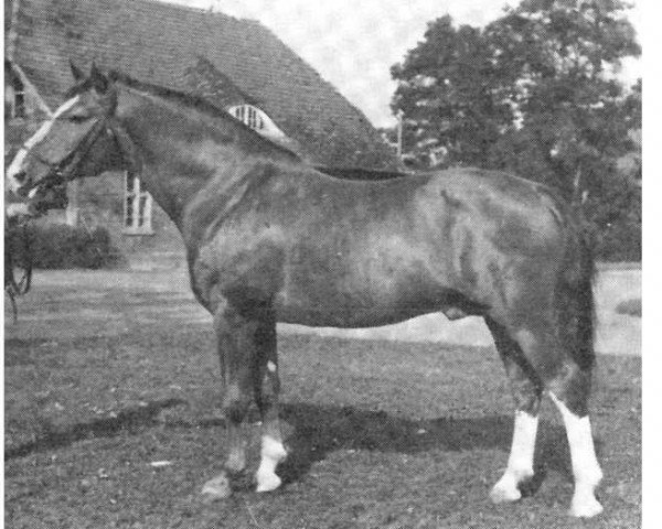 stallion Dobrock (Hanoverian, 1938, from Dolman)