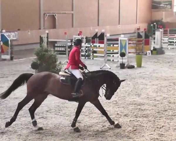 Reitturnier Illertissen 2016