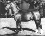 stallion Arrest (Hanoverian, 1944, from Astral)