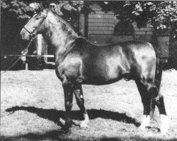 stallion Arrest (Hanoverian, 1944, from Astral)