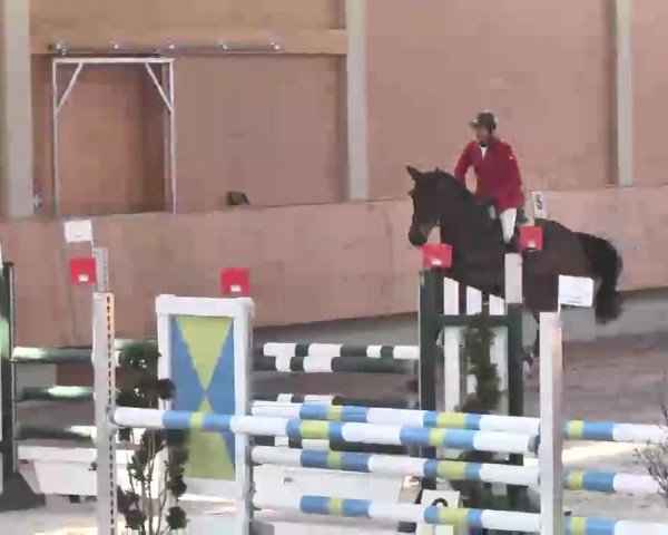 Reitturnier Illertissen 2016
