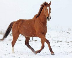 jumper Carlchen (Hessian Warmblood, 2002, from Caruso)