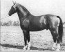 stallion Anilin I 3116 (Mecklenburg, 1955, from Arrest)