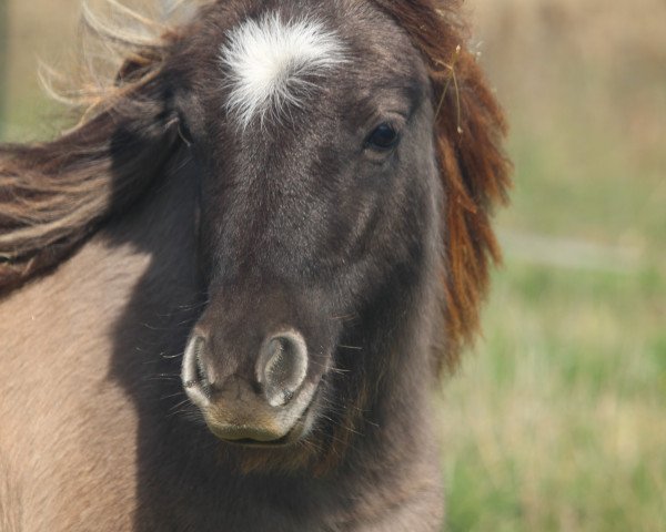 Deckhengst Peppermint Highlight (Shetland Pony (unter 87 cm), 2018)