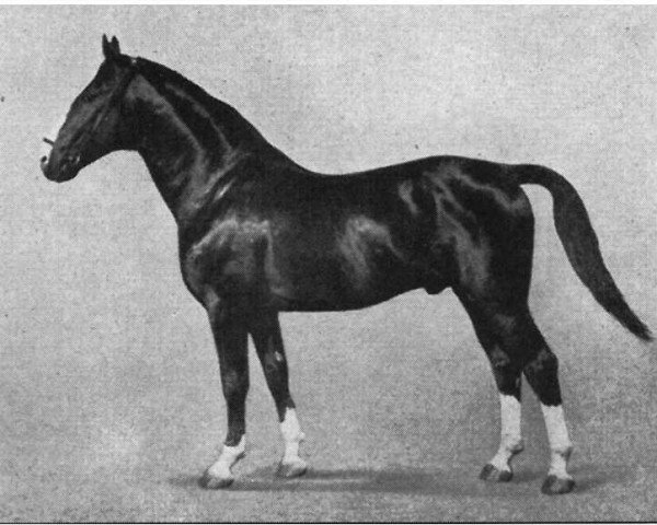 stallion Allost 92 (Mecklenburg, 1929, from Allotria)